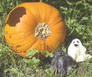 Am 31.8.2002 im Maisbacher Garten: Zwei kleine Geister bewachen noch immer den groen Krbis 